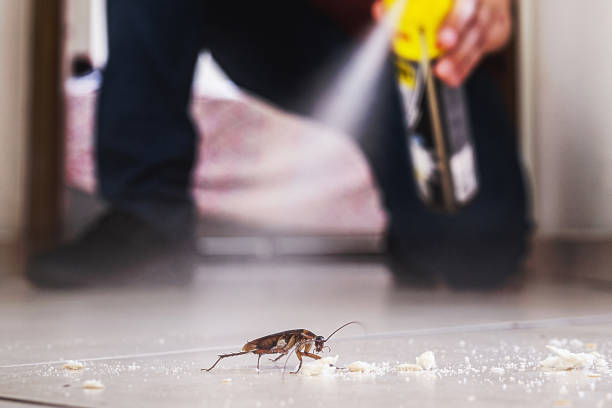 Best Best Pest Control Companies  in Buena Vista, VA